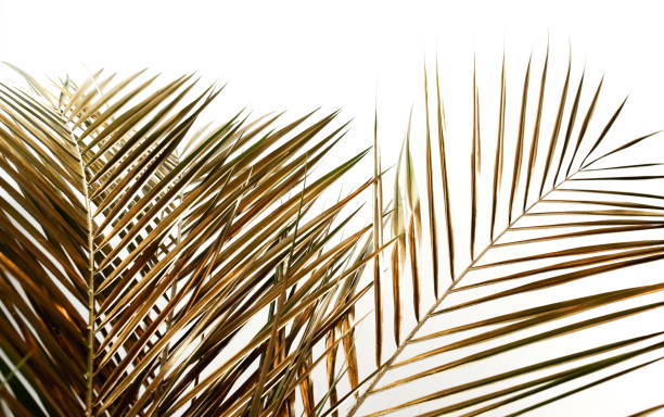 istock Gold palm leaves frame isolated on a white background.  abstract. 1277612297