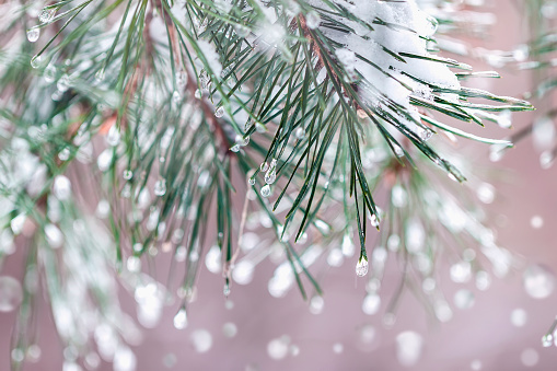 Christmas blurred background with fir trees with hoarfrost. Frosty winter natural banner, snowy pine branches, snow bokeh