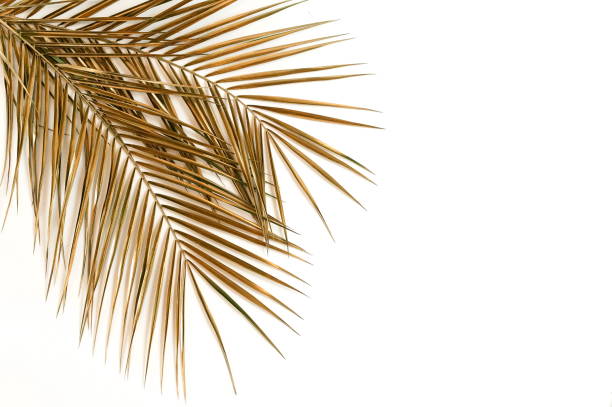 istock Gold palm leaves frame isolated  on a white background. top view. copy space. abstract 1277612511