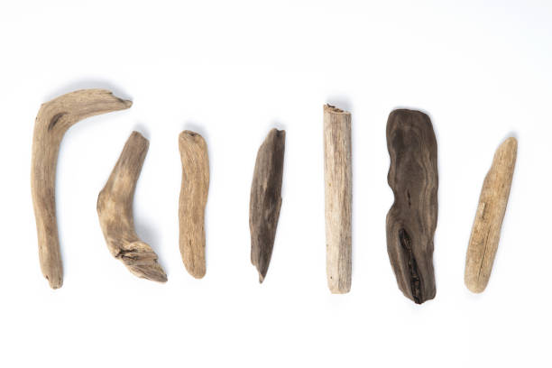 istock Set of different sizes and forms driftwood sticks isolated on white background. 1277612648