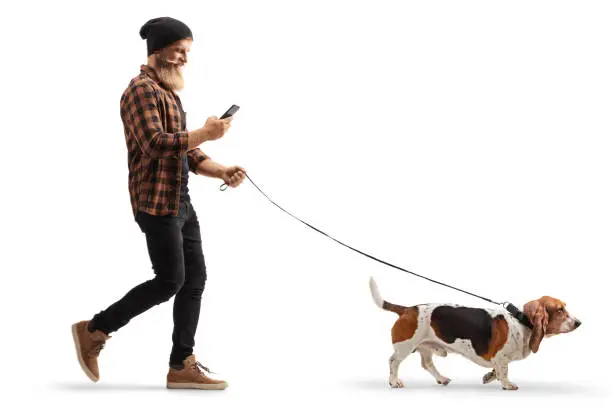 Full length profile shot of a bearded guy using a mobile phone and walking a basset hound dog isolated on white background