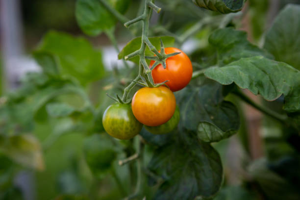istock Tomatoes growing in a Greenhouse 1277613633