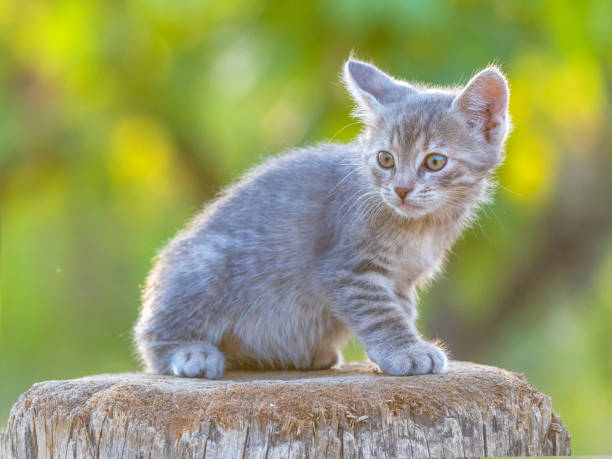 istock Gray little striped cat playing on the grass with sunset background 1277613734
