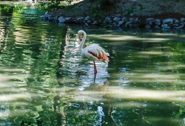 istock flamingo, bird with pink beak in a pond 1277615059
