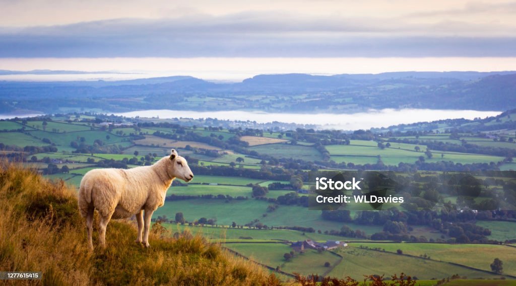 Sheep above misty countryside Lone sheep high above misty countryside in Monmouthshire, UK Sheep Stock Photo