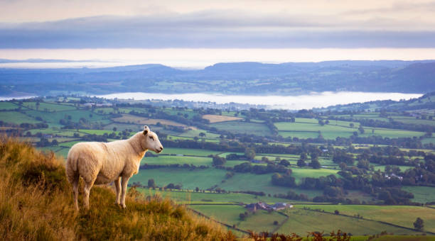 Sheep above misty countryside Lone sheep high above misty countryside in Monmouthshire, UK sheep photos stock pictures, royalty-free photos & images