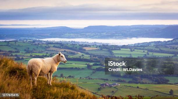 Sheep Above Misty Countryside Stock Photo - Download Image Now - Sheep, Farm, Wales