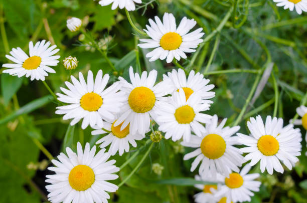istock Camomile or ox-eye daisy meadow top view background 1277615445