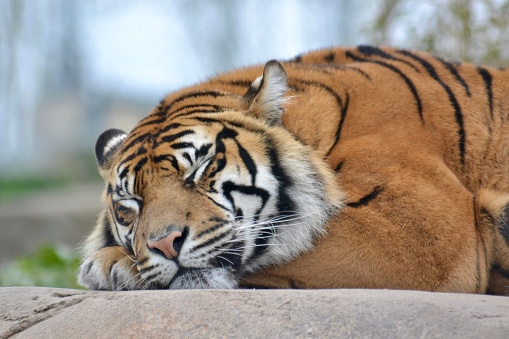 a close up of a sleeping tiger