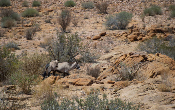 istock Gemsbok in the african savannah 1277619435