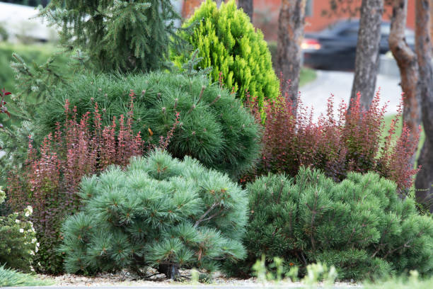 istock Coniferous and ornamental plants. Landscaping. Selective focus. 1277620703