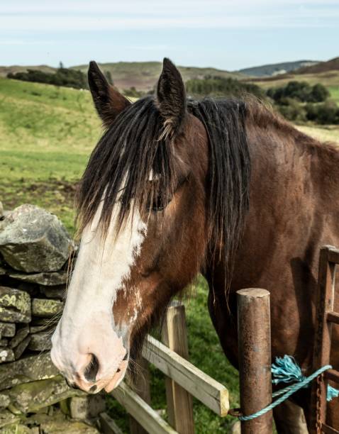 istock Autumn Scenes From The Scottish Borders: Clydesdale. 1277620723