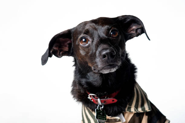 istock Cute dog looking in the cam. Isolated on white background 1277621812