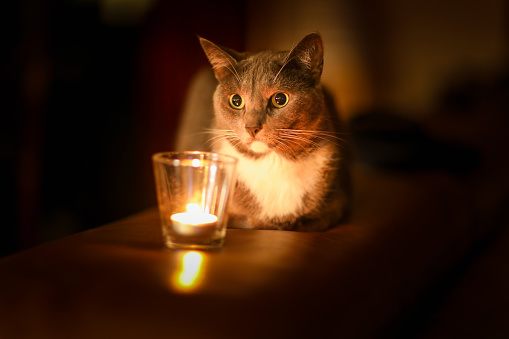 Gray cat that looks at the candle. The feeling of comfort. Magical look. Home cosy concept.