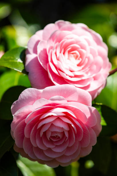 z bliska z różowym camellia kwiaty - camellia day nobody single flower zdjęcia i obrazy z banku zdjęć