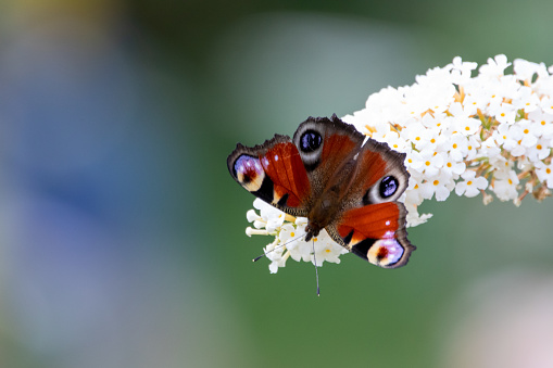 The butterfly Aglais io sits on a flower of paniculate spirea