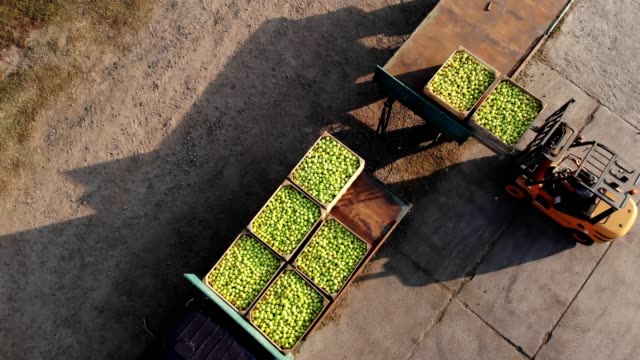 apple harvest. forklift truck loads truck with wooden crates, full of freshly harvested apples, outdoors. truck transfers boxes to warehouse for storage. aero. top view