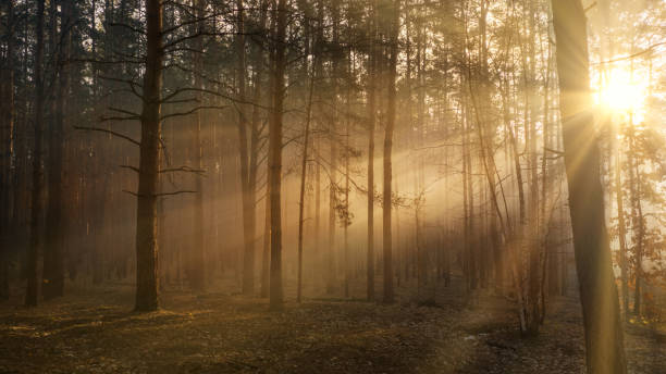 Enchanted autumn thick dark beautiful forest. Natural background