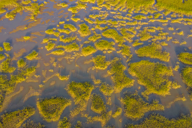 istock Aerial view of the marshlands 1277624604