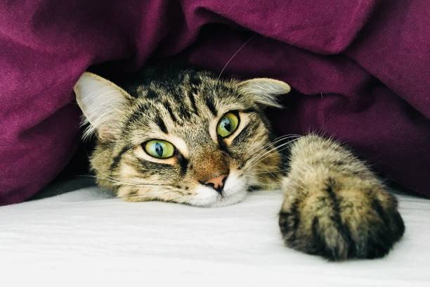 istock Open eyes longhair striped cat close-up 1277624905