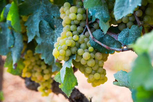 istock White grapes hanging on vine in vineyard 1277628192