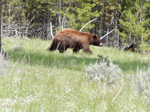 A young grizzly bear with a beautiful brown golden fur is walking through a tall grassy springtime wooded meadow.