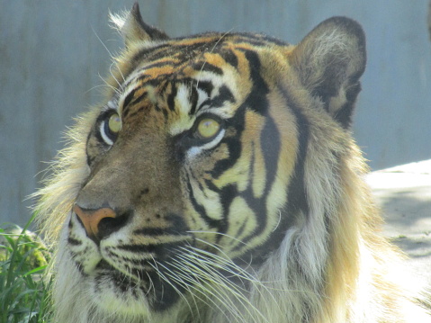 A close up of a striped tiger deep in thought on a sunny day.