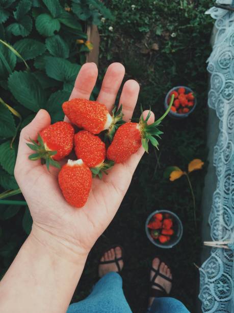istock Handful of strawberries 1277633382
