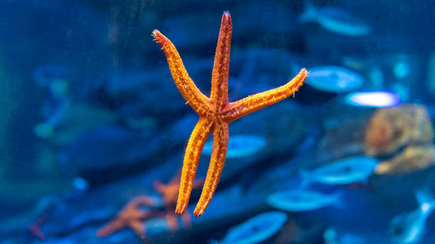 istock Starfish in the sea 1277634539
