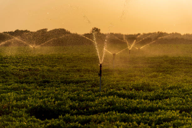 istock Water sprinklers irrigating a field. 1277639419