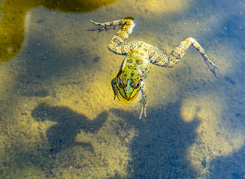 Green frog close-up in muddy water of a pond on a sunny day. Amphibian, Pelophylax esculentus