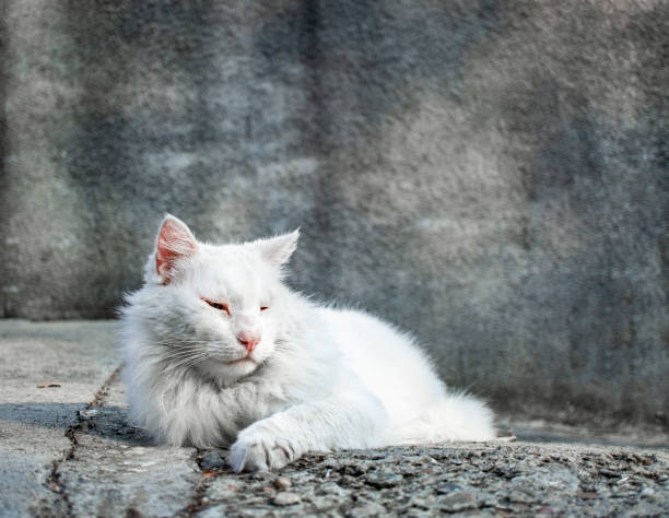 istock Big white street cat on a gray background basking in the sun 1277641712