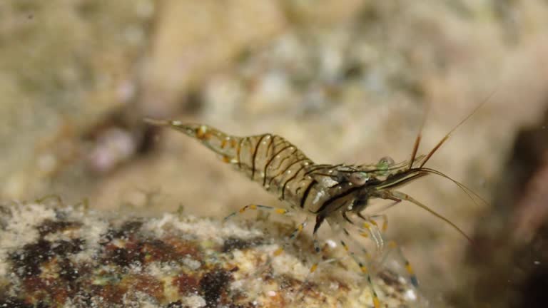 Shrimps in close range, Costa Brava, Calella de Palafrugell