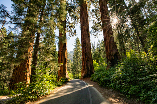 Road in between redwood trees in redwood National Park. Some of the tallest and oldest trees on Earth are in Redwood National Park and State Parks in California.