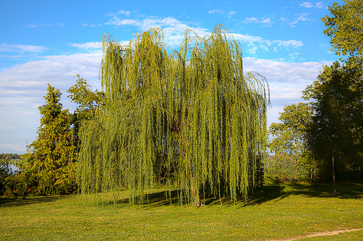 A weeping willow by the shore of a lake at sunset