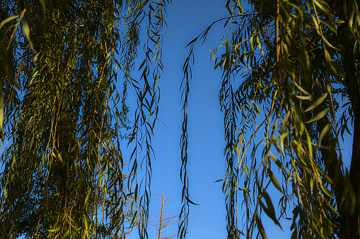 Closeup of the foliage of a weeping willow at sunset