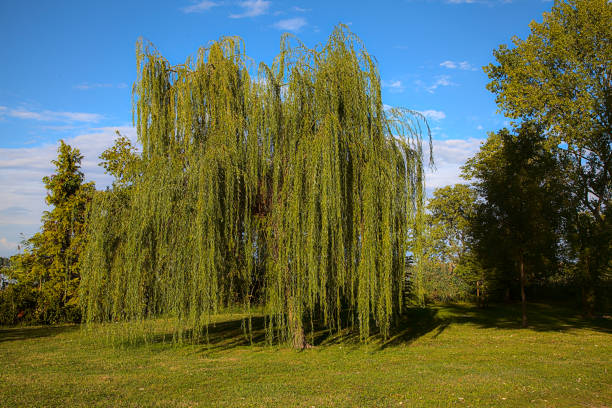 A weeping willow by the shore of a lake at sunset