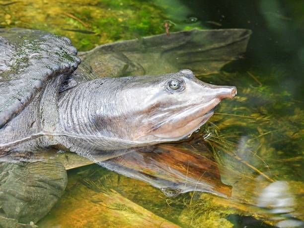 istock Florida Softshell Turtle (Apalone ferox) resting in the Florida wetlands, headshot 1277645050