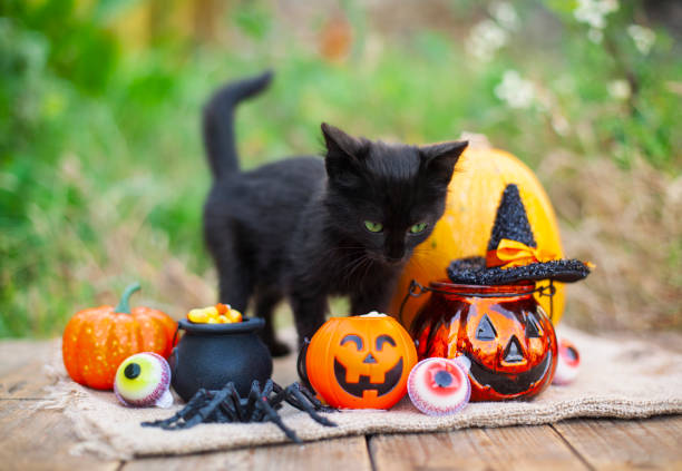 istock Halloween pumpkin and black cat on wooden background 1277650192