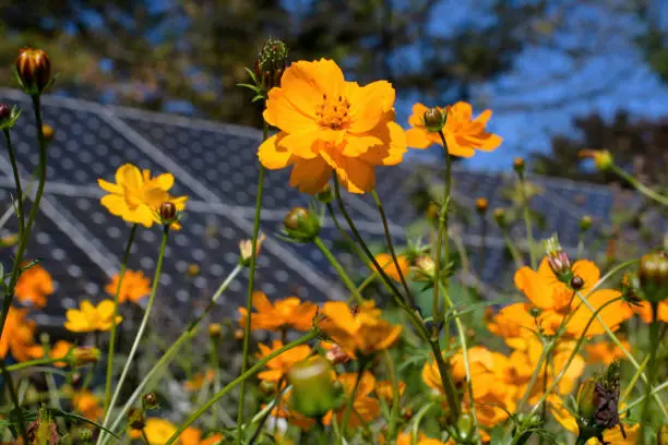 Sustainability in action with cosmos flowers and solar panels coexisting in a pollinator garden on a sunny fall day. Cosmos are herbaceous perennial or annual plants and attract bees and butterflies.