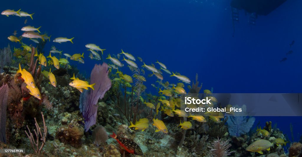 Pristine waters View of the stunning marine life and a nautical vessel in Little Cayman Island, Cayman Islands Animals In The Wild Stock Photo