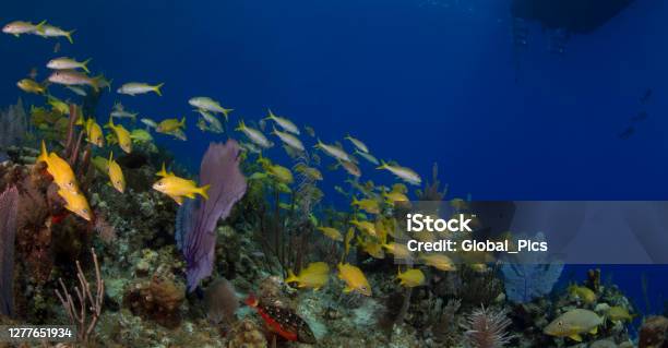 Pristine Waters Stock Photo - Download Image Now - Animals In The Wild, Awe, Beauty In Nature
