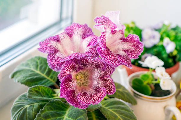 Gloxinia Stock Photos, Pictures & Royalty-Free Images - iStock
