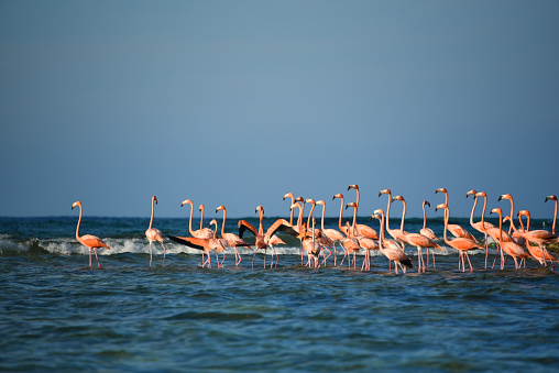 A great close up view of a group of wild Flamingos about to take off from a Caribbean Sea sand bar.  Shot from a boat off the remote island of Mayaguana in the Bahamas. Note the full frame format.  There is motion blur from the activity.