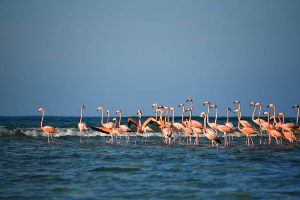 birds- bahamas- a flock of greater flamingos on a sea shoal - group of animals animal bird flamingo imagens e fotografias de stock