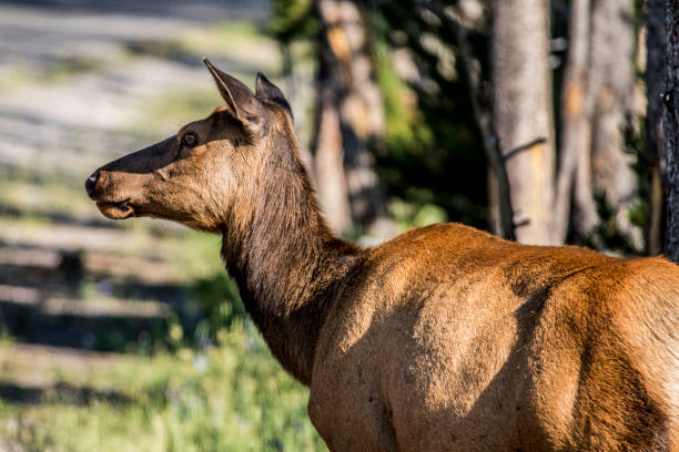 istock Elk in Yellowstone National Park 1277661070