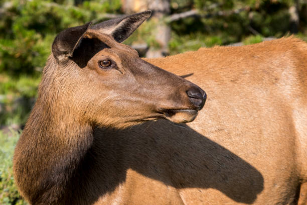 istock Elk in Yellowstone National Park 1277661100