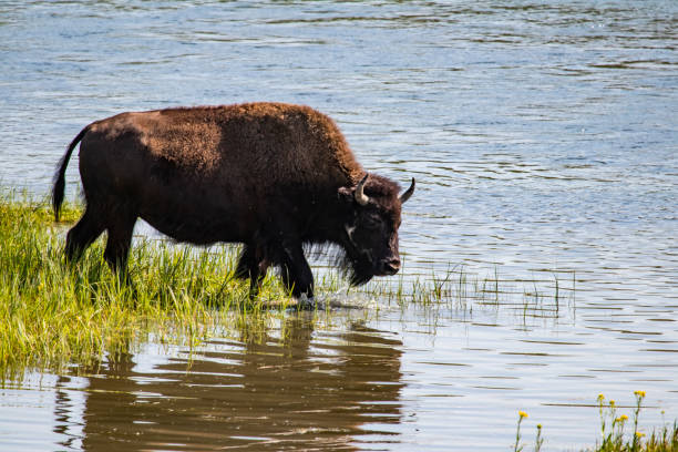 istock Bison in Yellowstone National Park 1277661475