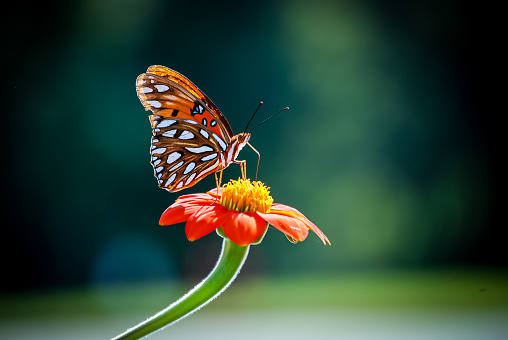 Young girl, female with swallowtail butterfly in the palms of her hands, releasing in a field of wild daisy flowers.Young female with arms outstretched and open palms releasing a monarch butterfly in a sunlit field.