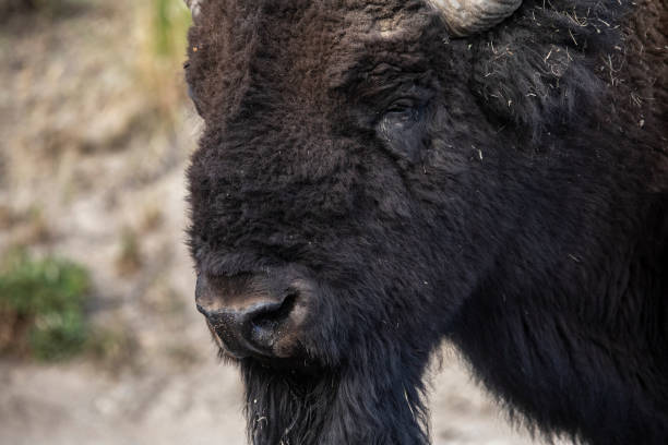 istock Bison in Yellowstone National Park 1277662019